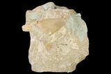 Bargain, Otodus Shark Tooth Fossil in Rock - Eocene #139844-1